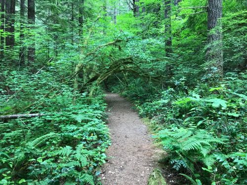 A narrow dirt path winds through a lush, green forest filled with ferns and overhanging branches.