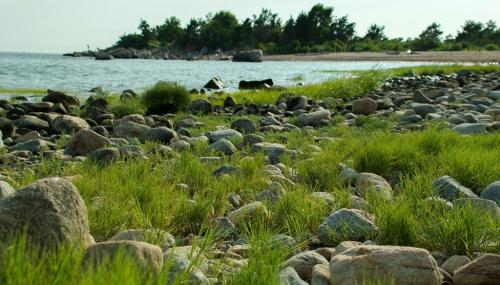 A rocky shoreline with green grass and a calm water view, surrounded by trees in the background.