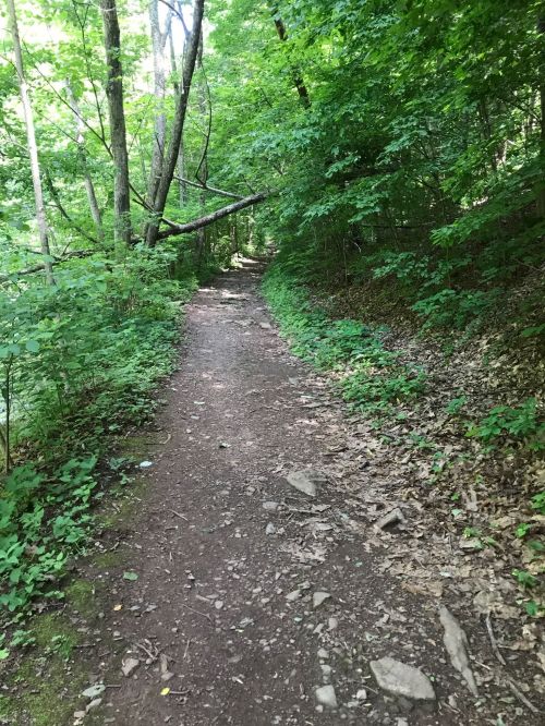 A narrow dirt path winds through a lush green forest, surrounded by trees and foliage.