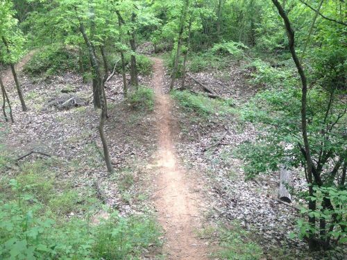 A winding dirt path through a lush green forest, surrounded by trees and scattered leaves on the ground.