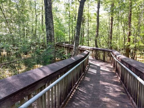 A wooden boardwalk winds through a lush green forest, surrounded by trees and natural foliage.
