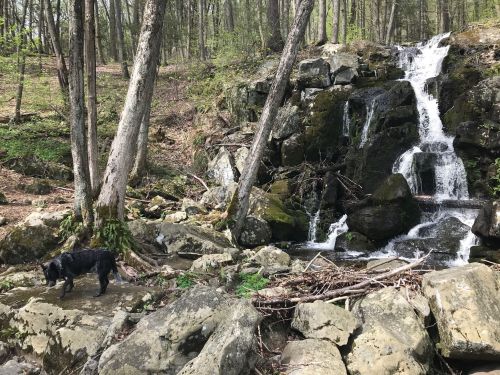 A black dog stands near a rocky stream with a waterfall surrounded by trees in a lush forest.