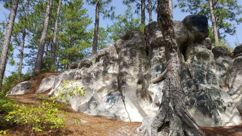 A rocky outcrop surrounded by tall pine trees and underbrush, with sunlight filtering through the branches.
