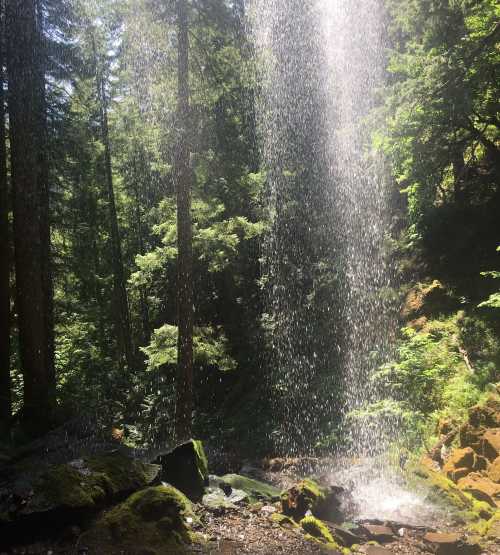 A serene forest scene featuring a waterfall cascading through lush greenery and sunlight filtering through the trees.