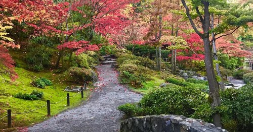 A serene garden path surrounded by vibrant autumn foliage in shades of red and green.