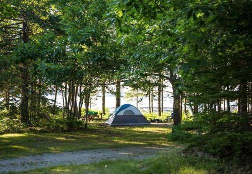 A blue and gray tent set up in a lush, green forest clearing near a lake. Sunlight filters through the trees.