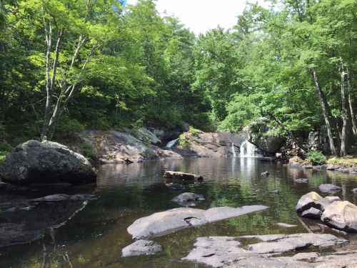 A serene forest scene featuring a calm pond, rocks, and a small waterfall surrounded by lush green trees.