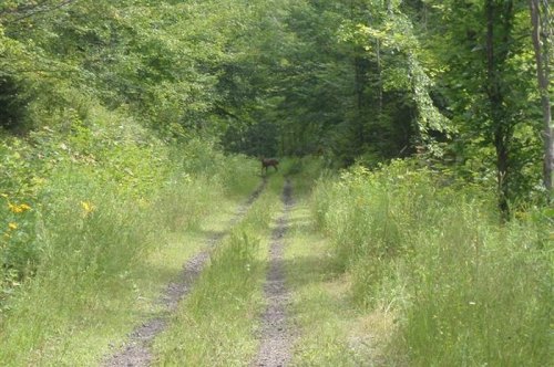 A narrow dirt path through a lush green forest, with tall grass and trees lining the sides. A deer is visible in the distance.