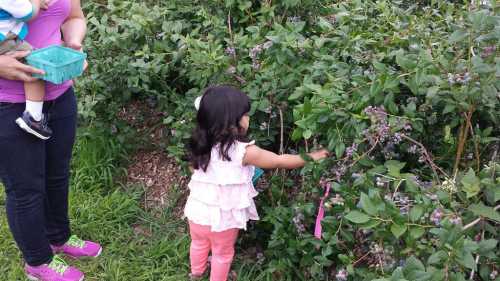 A young girl picks blueberries from a bush while an adult holds a baby nearby.