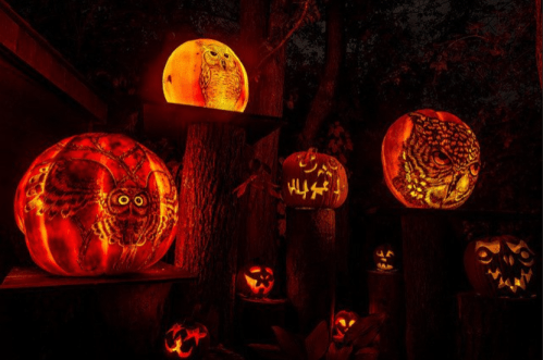 A collection of intricately carved pumpkins glowing in the dark, featuring owl designs and spooky faces.