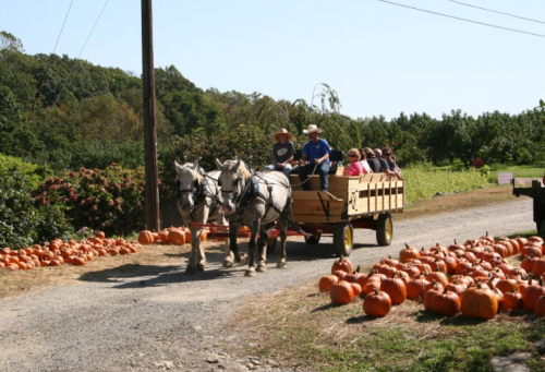 A horse-drawn wagon carries people along a dirt path lined with pumpkins and trees in a sunny outdoor setting.