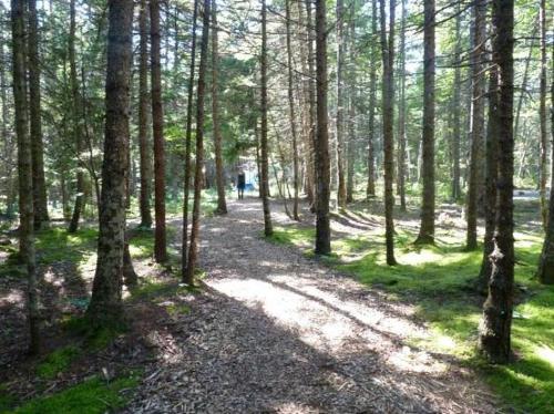 A serene forest path lined with tall trees and dappled sunlight filtering through the branches.
