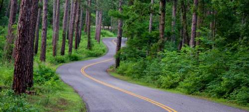 A winding road through a lush green forest with tall trees on either side.