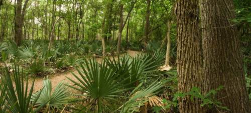 Lush green forest with tall trees and dense undergrowth, featuring palm-like plants along a winding path.