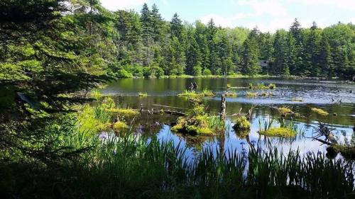 A serene lake surrounded by lush greenery and trees, with reflections on the water's surface and small islands of vegetation.