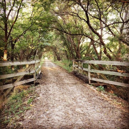 A serene dirt path lined with trees, leading to a wooden bridge over a small creek.