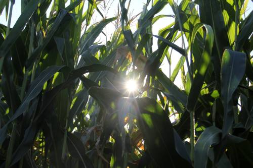 Sunlight filters through tall corn plants, creating a warm glow among the green leaves.