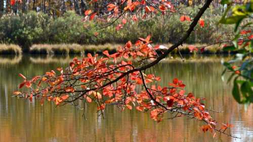 A close-up of a branch with vibrant red leaves over a calm, reflective pond surrounded by autumn foliage.