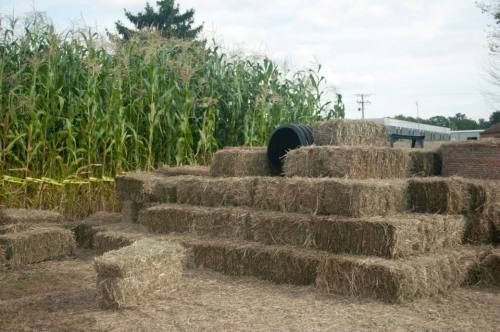 A stack of hay bales in a field with tall corn plants in the background under a cloudy sky.