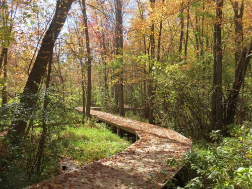 A winding wooden path through a vibrant autumn forest, surrounded by colorful leaves and greenery.
