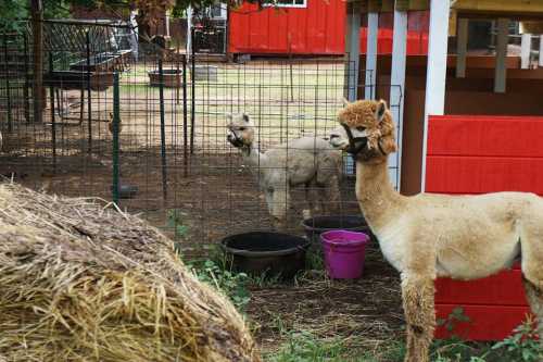 Two alpacas in a farm setting, one in the foreground and another behind a fence, with hay and a pink bucket nearby.