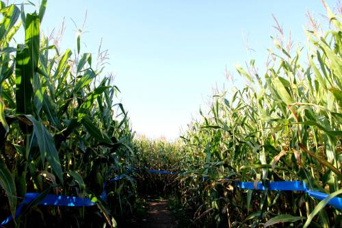 A pathway through tall corn plants, flanked by blue ribbons under a clear blue sky.