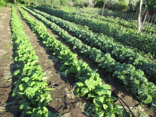 Rows of lush green spinach and kale growing in a well-tended garden, with a backdrop of trees and plants.