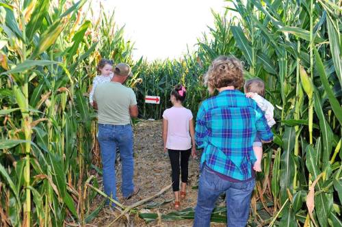 A family walks through a corn maze, with children being carried and others walking ahead among tall corn stalks.