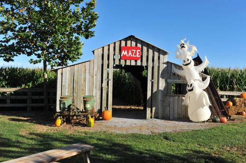 A rustic barn entrance with a "MAZE" sign, surrounded by corn, pumpkins, and ghost decorations on a sunny day.