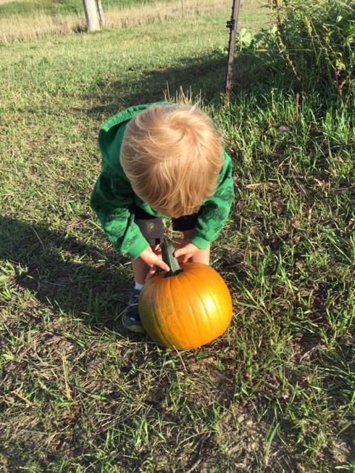 A young child in a green hoodie examines a pumpkin in a grassy field.