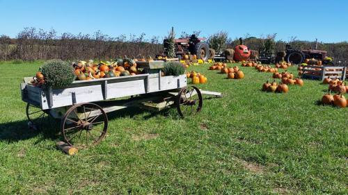 A wooden wagon filled with pumpkins sits on green grass, surrounded by more pumpkins and tractors under a clear blue sky.