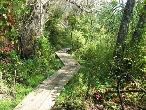 A wooden pathway winds through a lush, green forest with trees and dense vegetation on either side.