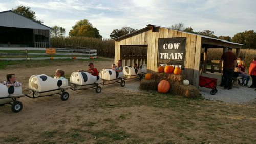 Children ride a cow-themed train at a farm, surrounded by pumpkins and a rustic barn in the background.