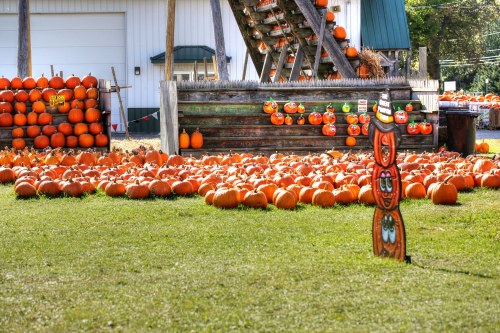 A pumpkin patch with numerous pumpkins on the ground and a colorful scarecrow decoration in the foreground.