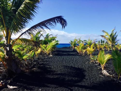 A tropical landscape featuring palm trees and vibrant green plants on black volcanic sand, with a blue ocean in the background.