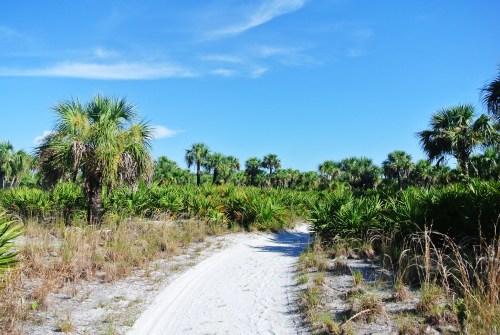 A sandy path winds through a lush, green landscape of palm trees under a clear blue sky.