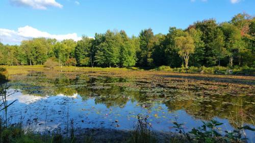 A serene pond surrounded by lush green trees and lily pads under a clear blue sky.