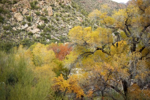 A scenic view of a mountainous landscape with vibrant autumn foliage and cacti in the foreground.