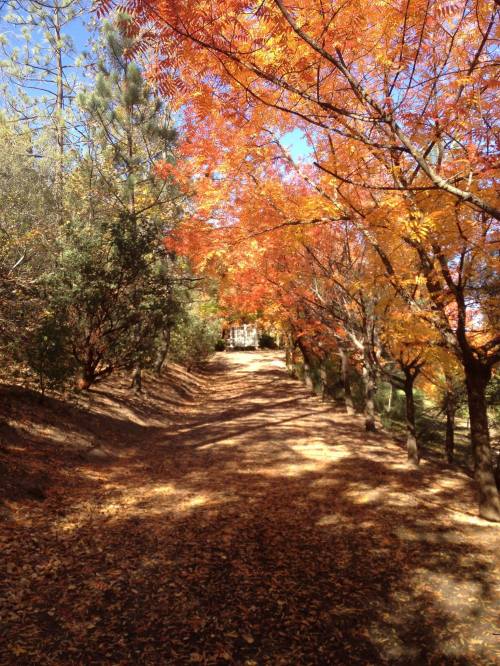 A serene path lined with trees displaying vibrant autumn leaves in shades of orange and yellow.
