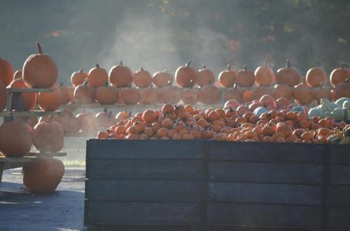 A misty pumpkin patch with rows of pumpkins and a wooden crate filled with smaller orange pumpkins.