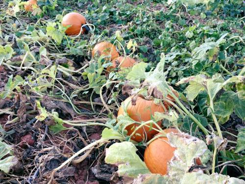 A field of pumpkins growing among green vines and leaves, with some pumpkins partially hidden in the foliage.