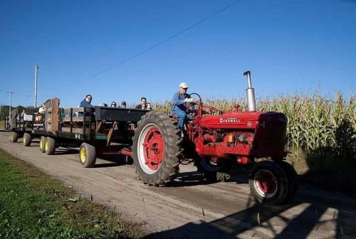 A red tractor pulls a wagon with people along a dirt path beside tall cornfields under a clear blue sky.