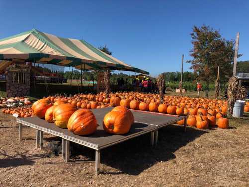 A pumpkin patch with a large tent, featuring numerous pumpkins displayed on a platform and scattered around the field.