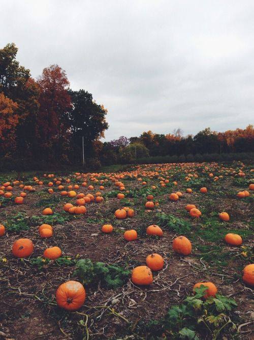 A pumpkin patch filled with numerous orange pumpkins under a cloudy sky, surrounded by autumn foliage.