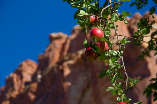 A branch with red apples against a backdrop of rocky cliffs and a clear blue sky.