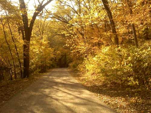 A serene, tree-lined path surrounded by vibrant autumn foliage in warm golden hues.