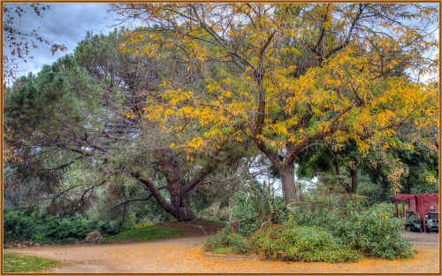 A scenic park with large trees, vibrant autumn leaves, and a winding path surrounded by lush greenery.