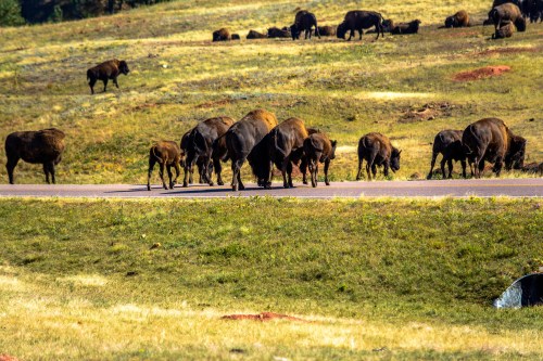 A herd of bison grazing on a grassy field near a road, with several calves among them.