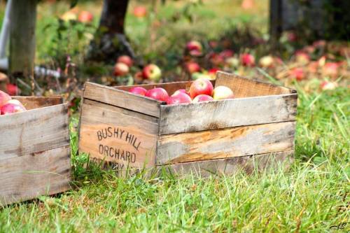 Wooden crates filled with red apples sit on grass, with fallen apples scattered around in an orchard setting.