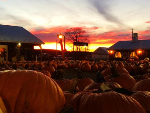 A field of pumpkins at sunset, with vibrant orange and purple skies and silhouettes of buildings in the background.